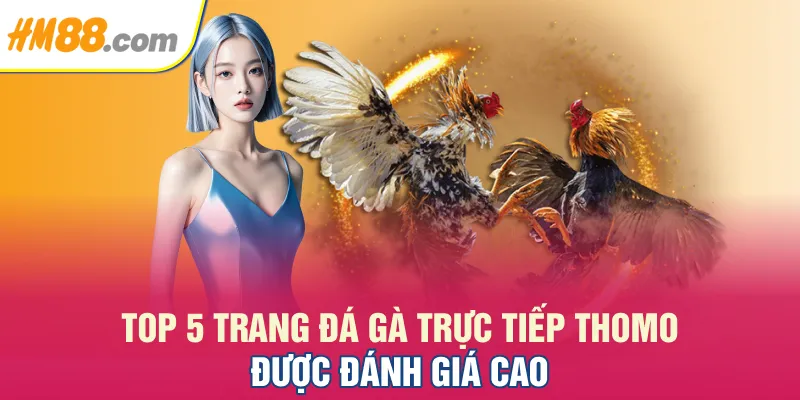 Top 5 trang đá gà trực tiếp Thomo được đánh giá cao