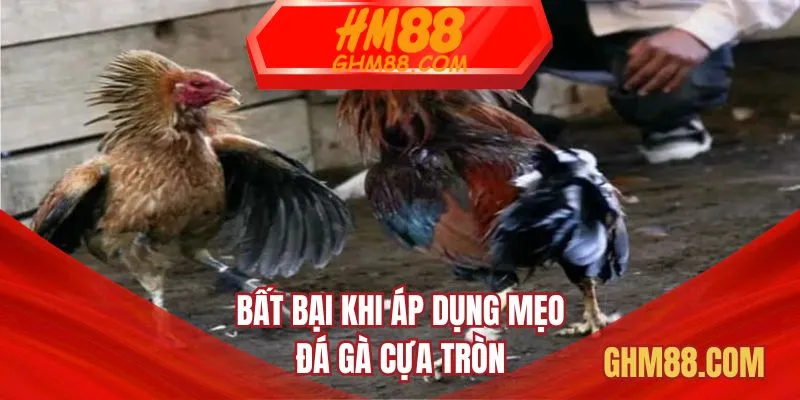 Bất bại khi áp dụng mẹo đá gà cựa tròn 